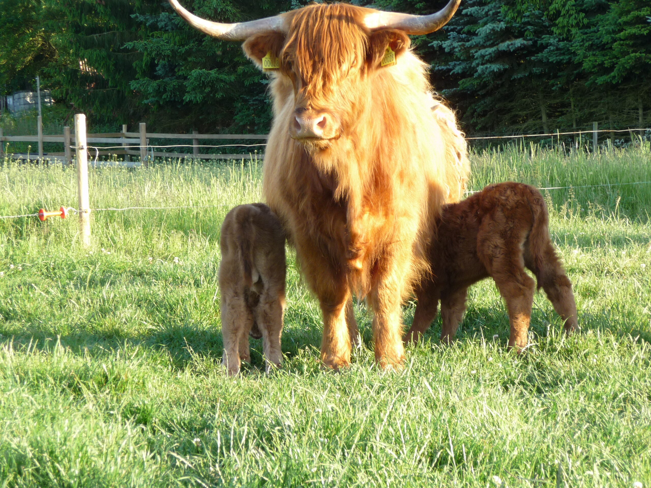 Billede fra Lamdrup Naturkød. Foto: Lamdrup Naturkød (lamdrupnaturkød.dk)